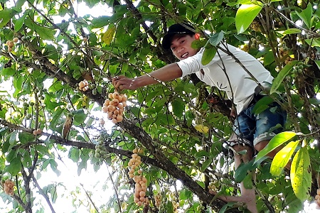 Dù đã mấy mùa dâu không cho trái nhưng người dân Biển Bạch vẫn ấp ủ hy vọng giữ được vườn dâu.