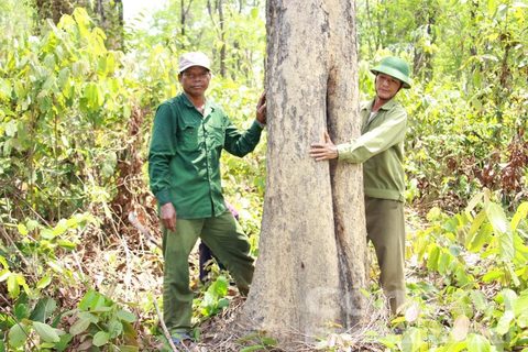 Khu rừng được bảo vệ nghiêm ngặt ở Gia Lai - Ảnh 1.