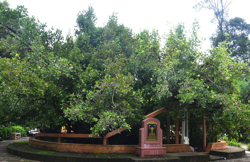 Có thật cây bạch mai cổ 300 năm tuổi ở Bến Tre - Ảnh 1. Có thật cây bạch mai cổ 300 năm tuổi ở Bến Tre - Ảnh 1.