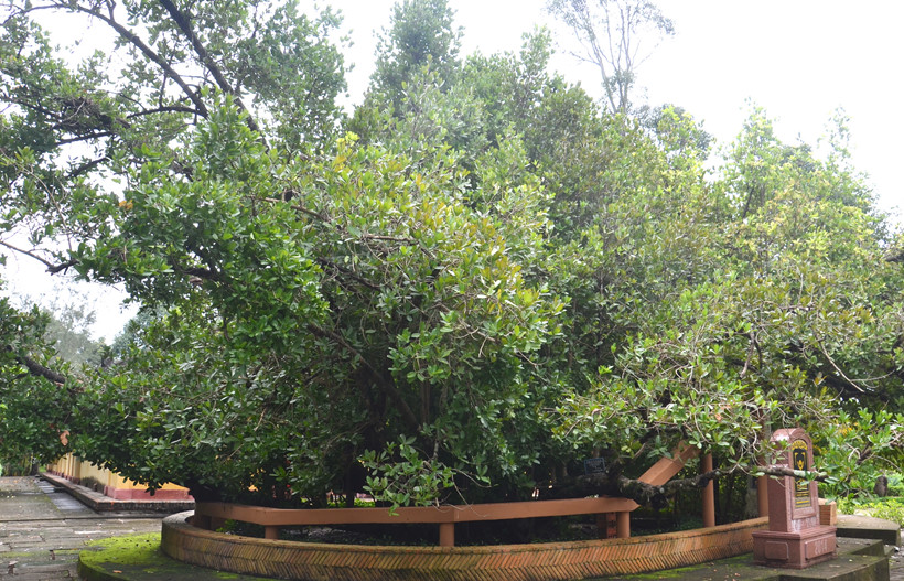 Có thật cây bạch mai cổ 300 năm tuổi ở Bến Tre - Ảnh 2. Có thật cây bạch mai cổ 300 năm tuổi ở Bến Tre - Ảnh 2.