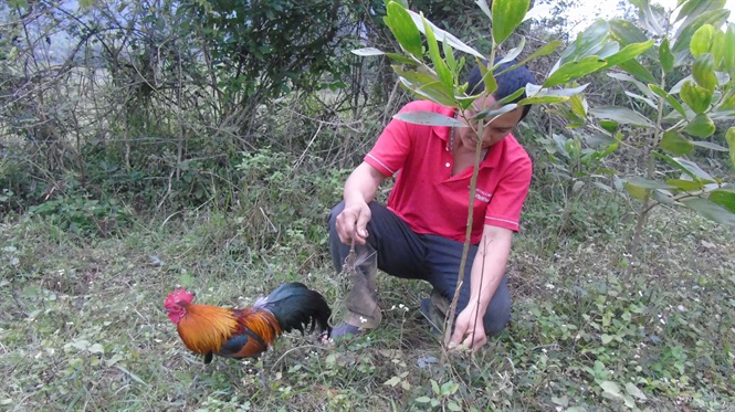 Tận mắt chứng kiến độc chi&ecirc;u săn g&agrave; rừng xứ Nghệ - Ảnh 1.