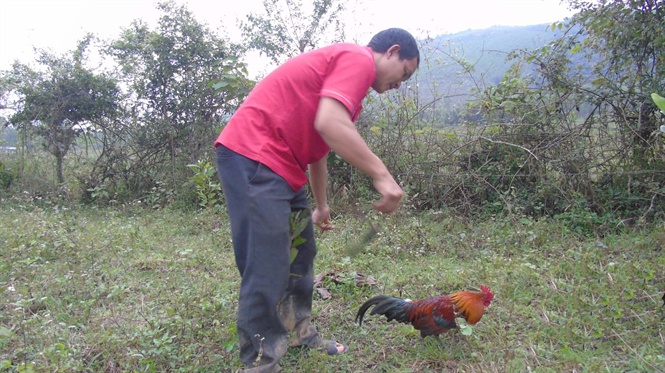 Tận mắt chứng kiến độc chi&ecirc;u săn g&agrave; rừng xứ Nghệ - Ảnh 2.