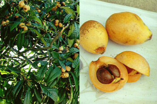 Trái cây ngoại siêu đắt tại Việt Nam là cây dại ở nước ngoài? - Ảnh 1.