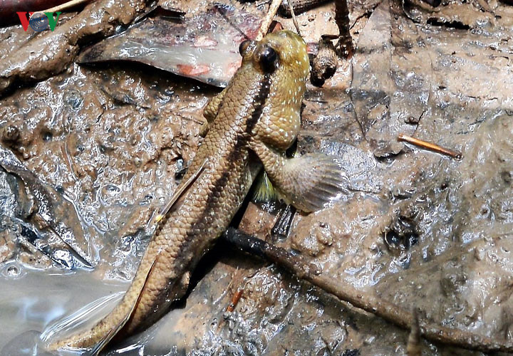 Câu cá thòi lòi ở rừng ngập mặn Cà Mau - Ảnh 1. Câu cá thòi lòi ở rừng ngập mặn Cà Mau - Ảnh 1.