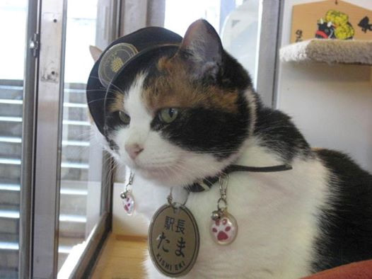 Nhật Bản bổ nhiệm chó, mèo, tôm hùm là trưởng ga tàu - Ảnh 2.