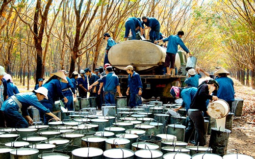 Nhiều doanh nghiệp cao su lãi lớn - Ảnh 1.