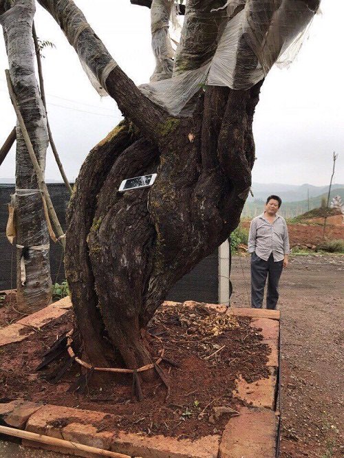1 tỉ đồng không mua được gốc hồng 200 tuổi - Ảnh 2.