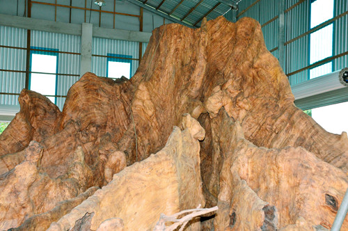 Kỳ bí gốc bàng như hang động được trả 35 tỉ ở Sóc Trăng - Ảnh 1.