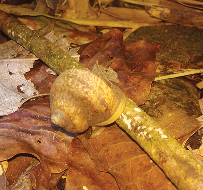 Thích gì bằng trời tối leo núi Cấm săn ốc núi - Ảnh 2. Thích gì bằng trời tối leo núi Cấm săn ốc núi - Ảnh 2.