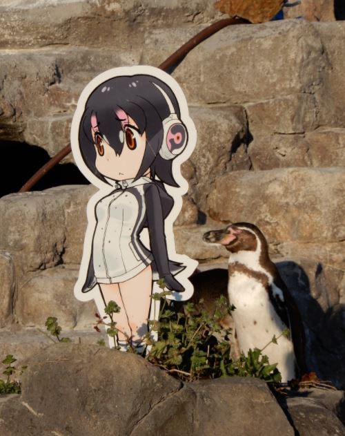 Nhật khóc thương chim cánh cụt tương tư người tình hoạt hình qua đời - Ảnh 5.