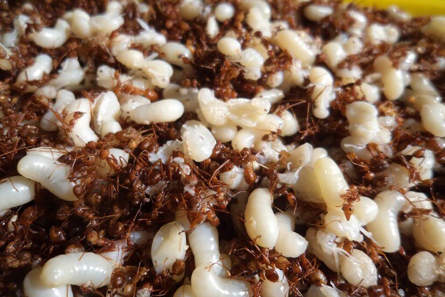 Bí ẩn tộc người ăn trứng kiến ở Kon Tum - Ảnh 1. Bí ẩn tộc người ăn trứng kiến ở Kon Tum - Ảnh 1.