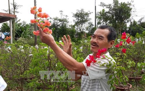  Thực hư việc hoa giấy sử dụng thuốc gây ung thư  - Ảnh 1.