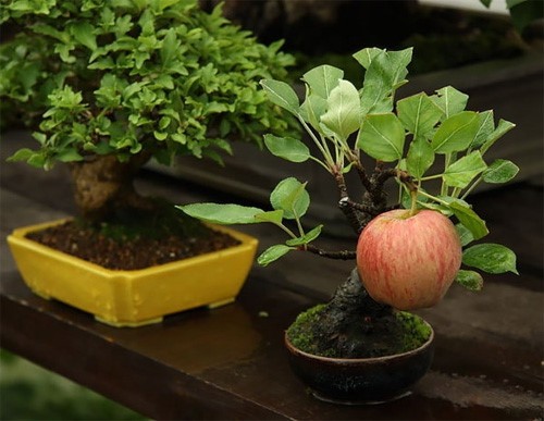 Mê mẩn những chậu bonsai để bàn đẹp hút mắt - Ảnh 2.