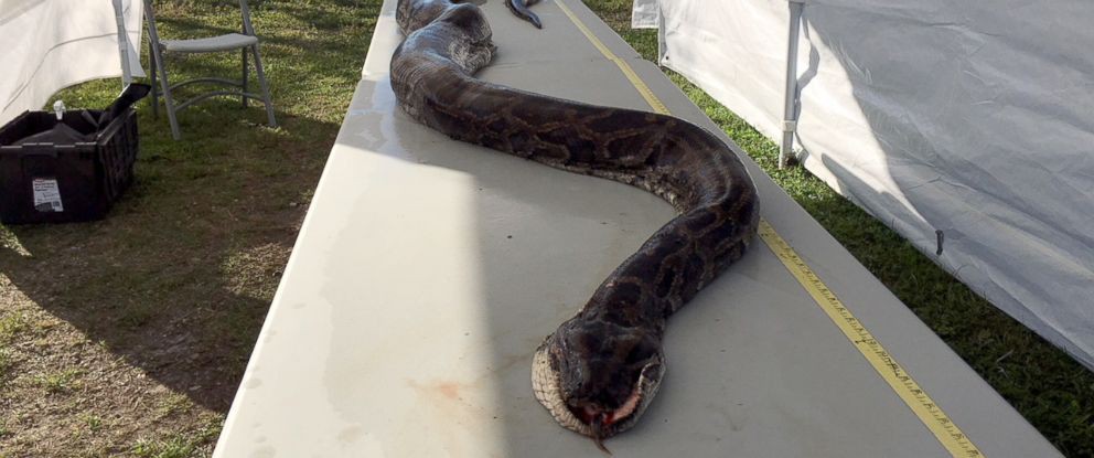 Bắn bể đầu trăn khủng ở Nam Florida - Ảnh 1.