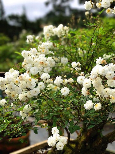  Mua hồng bonsai sang chảnh về chưng Tết - Ảnh 2.