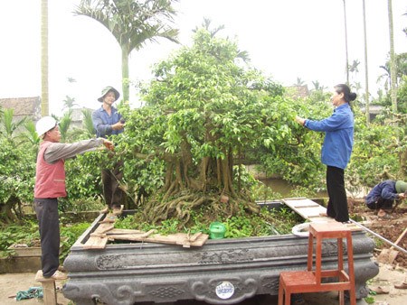 “Vi hành” làng cây cảnh thế khủng, cực chất - Ảnh 11.