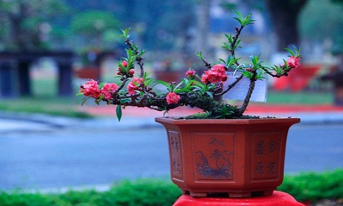 Mê mẩn những chậu bonsai để bàn đẹp hút mắt - Ảnh 11.