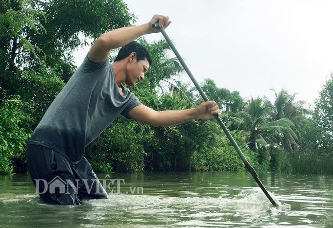 Sướng như săn lịch ở Cà Mau - Ảnh 4. Sướng như săn lịch ở Cà Mau - Ảnh 4.