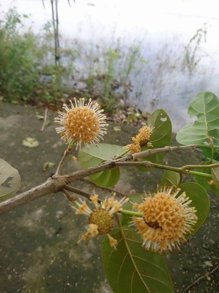 Sướng gì bằng ăn cá linh ngay đồng nước nổi - Ảnh 11. Sướng gì bằng ăn cá linh ngay đồng nước nổi - Ảnh 11.