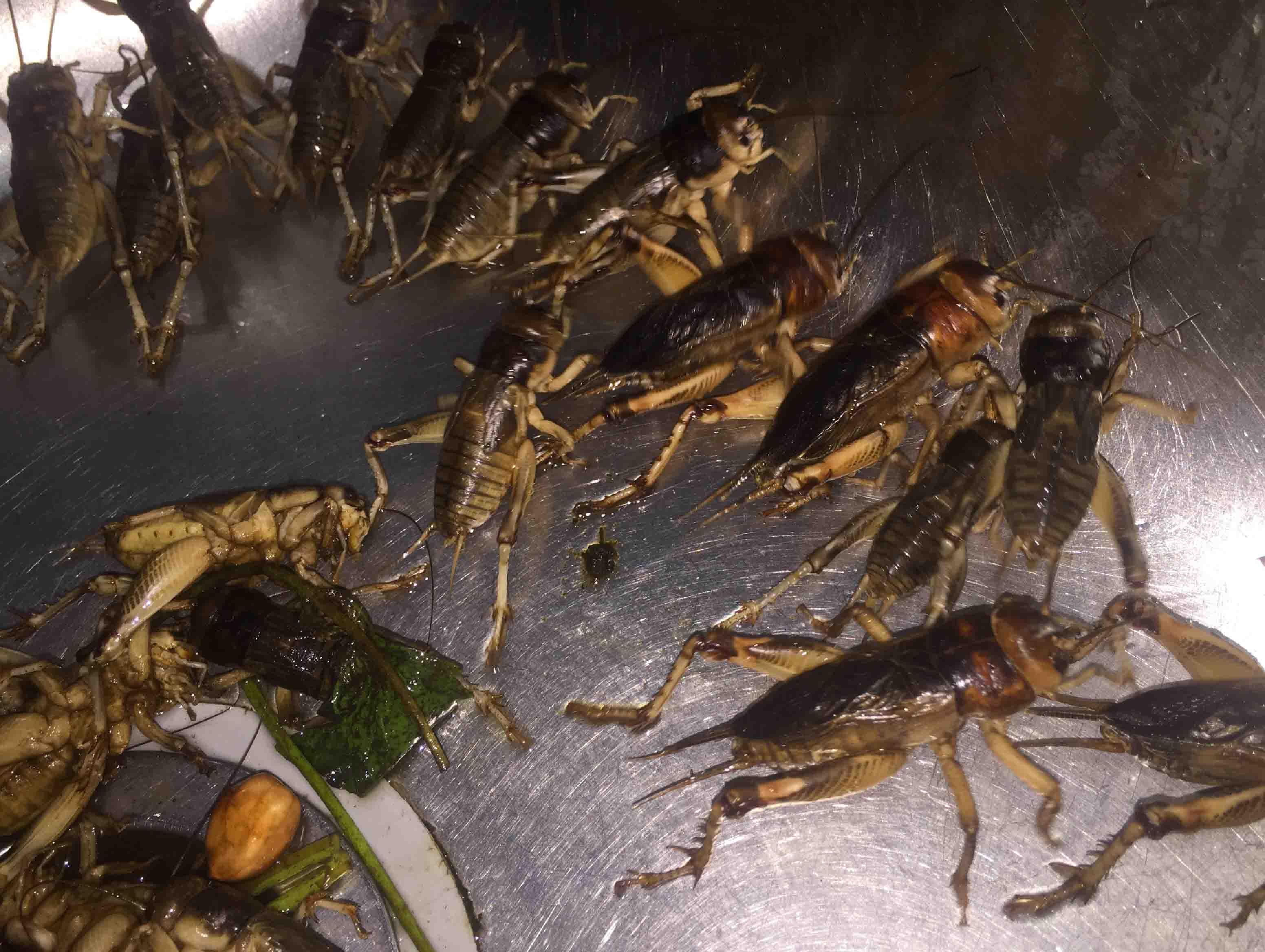 Miền T&acirc;y đổ x&ocirc; &ldquo;săn&rdquo; loại dế sống dưới l&ograve;ng đất - Ảnh 5.