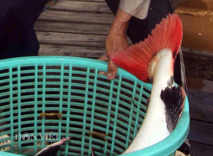 B&iacute; ẩn &ldquo;thủy qu&aacute;i&rdquo; c&oacute; r&acirc;u d&agrave;i v&ugrave;ng Amazon tr&ecirc;n s&ocirc;ng Hậu - Ảnh 5.