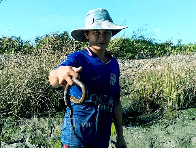 Sướng như săn lịch ở Cà Mau - Ảnh 5. Sướng như săn lịch ở Cà Mau - Ảnh 5.