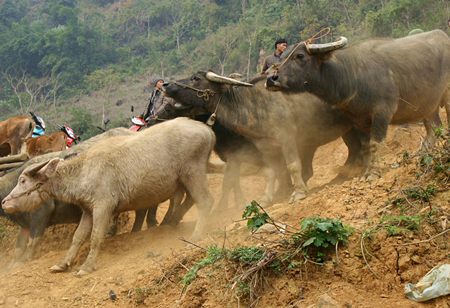Chợ trâu “Cán Cấu” thuộc huyện Si Ma Cai, tỉnh Lào Cai họp vào thứ bảy hàng tuần. Không chỉ thu hút những người mua bán, trao đổi trâu, bò, ngựa,… chợ Cán Cấu còn là một địa điểm du lịch hấp dẫn khách du lịch của tỉnh Lào Cai.