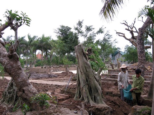 “Vi hành” làng cây cảnh thế khủng, cực chất - Ảnh 17.