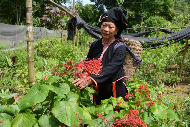 C&oacute; một rừng quế thi&ecirc;ng, thu hơn 500 tỉ mỗi năm - Ảnh 6.
