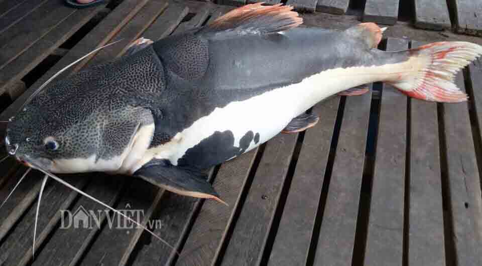 B&iacute; ẩn &ldquo;thủy qu&aacute;i&rdquo; c&oacute; r&acirc;u d&agrave;i v&ugrave;ng Amazon tr&ecirc;n s&ocirc;ng Hậu - Ảnh 6.