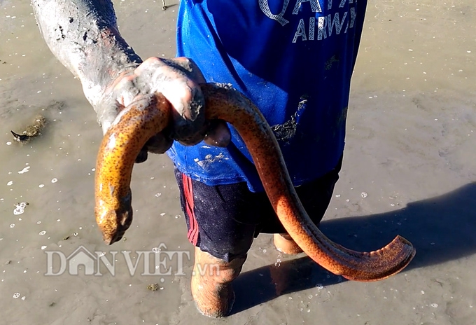 Sướng như săn lịch ở Cà Mau - Ảnh 6. Sướng như săn lịch ở Cà Mau - Ảnh 6.