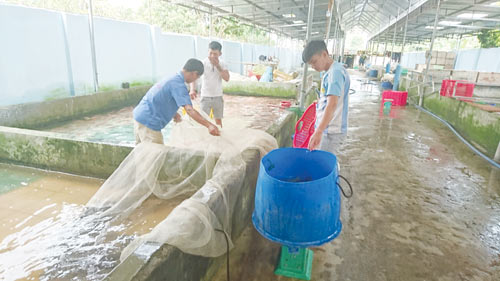 Vua cá Tây Nguyên với bí quyết bán ra 6.000 tấn/năm - Ảnh 1.