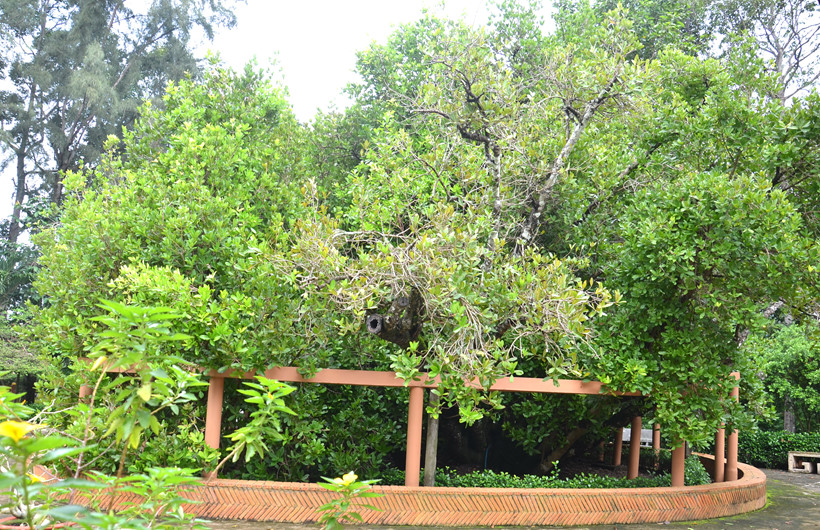 Có thật cây bạch mai cổ 300 năm tuổi ở Bến Tre - Ảnh 3. Có thật cây bạch mai cổ 300 năm tuổi ở Bến Tre - Ảnh 3.