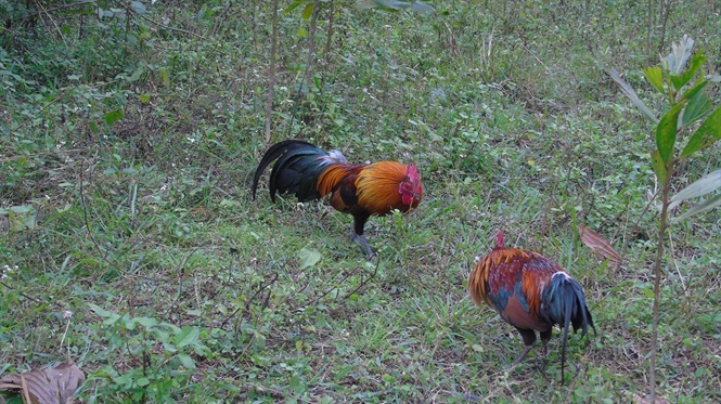 Tận mắt chứng kiến độc chi&ecirc;u săn g&agrave; rừng xứ Nghệ - Ảnh 3.