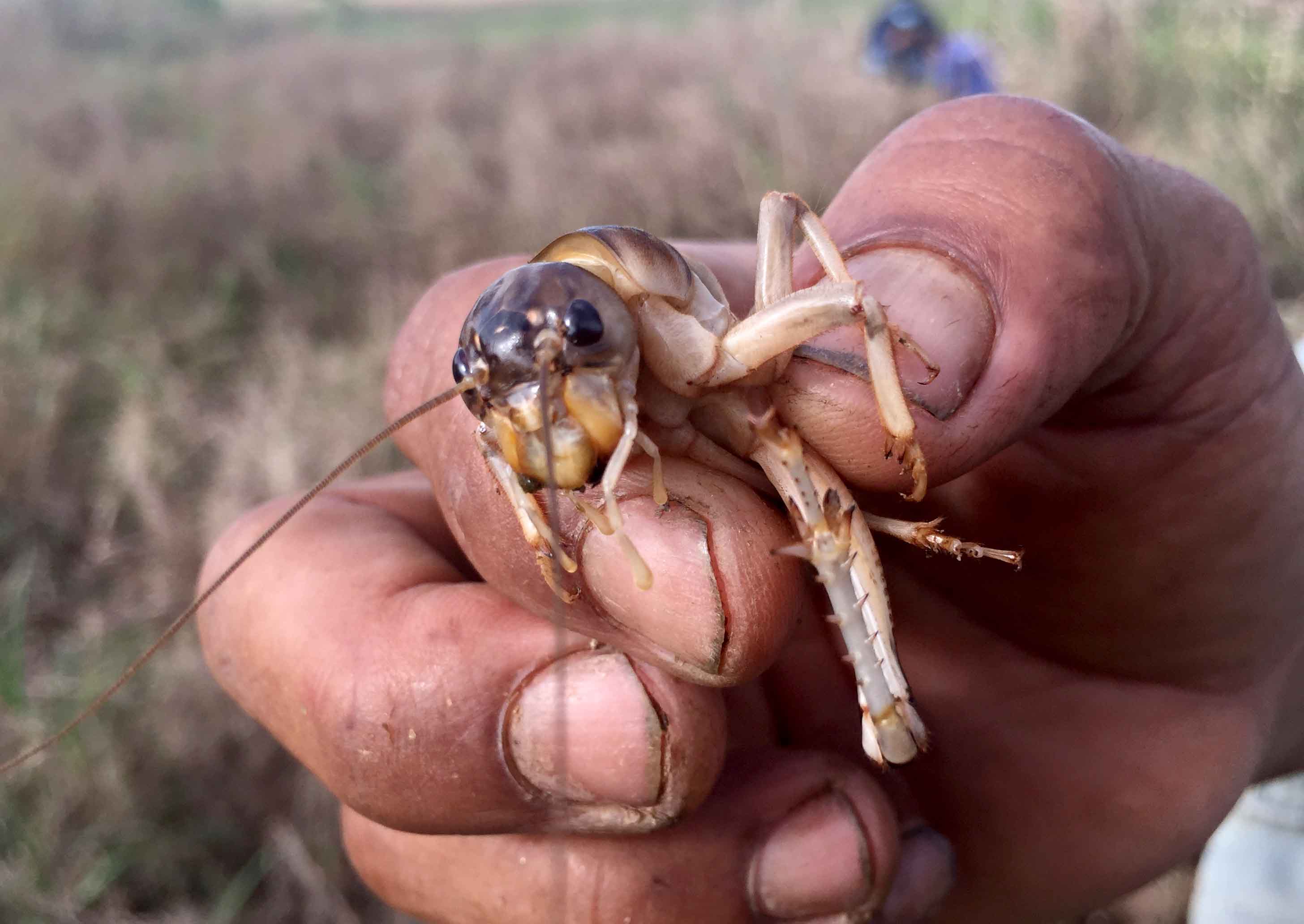 Miền T&acirc;y đổ x&ocirc; &ldquo;săn&rdquo; loại dế sống dưới l&ograve;ng đất - Ảnh 1.