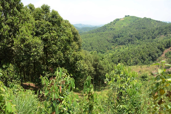 C&oacute; một rừng quế thi&ecirc;ng, thu hơn 500 tỉ mỗi năm - Ảnh 1.