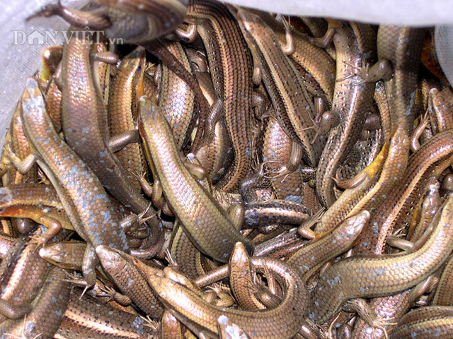 Sướng như săn rắn 4 chân mùa nước nổi - Ảnh 1. Sướng như săn rắn 4 chân mùa nước nổi - Ảnh 1.