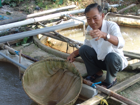 Tràn ngập cá linh giả ăn theo con nước nổi - Ảnh 1.