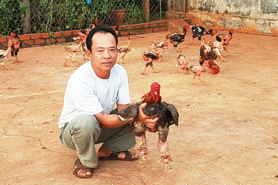 Mới 2 năm học nuôi gà Đông Tảo đã lãi ngay 200 triệu đồng - Ảnh 1.