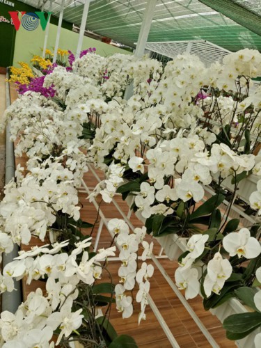 Ngắm ngàn hoa đua sắc tại làng hoa nổi tiếng ở Đà Lạt - Ảnh 3.