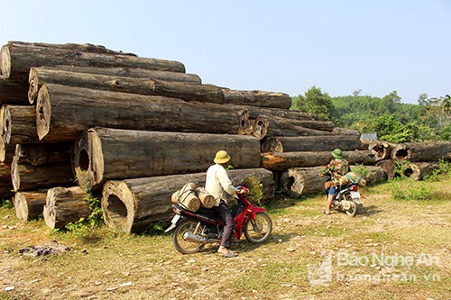 Săn ong giống ở miền Tây xứ Nghệ hồi hộp, li kỳ như đấu trường 100  - Ảnh 4.