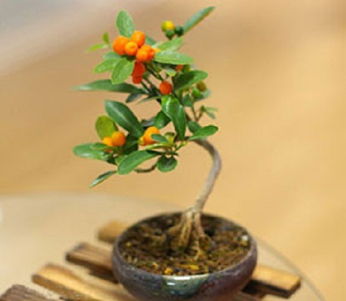 Mê mẩn những chậu bonsai để bàn đẹp hút mắt - Ảnh 3.