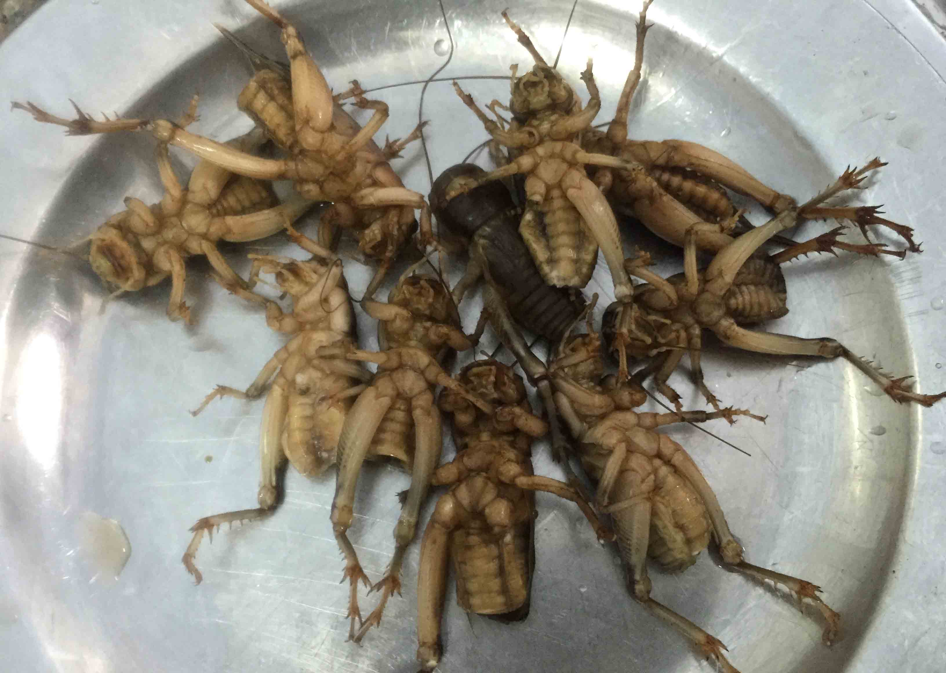 Miền T&acirc;y đổ x&ocirc; &ldquo;săn&rdquo; loại dế sống dưới l&ograve;ng đất - Ảnh 7.