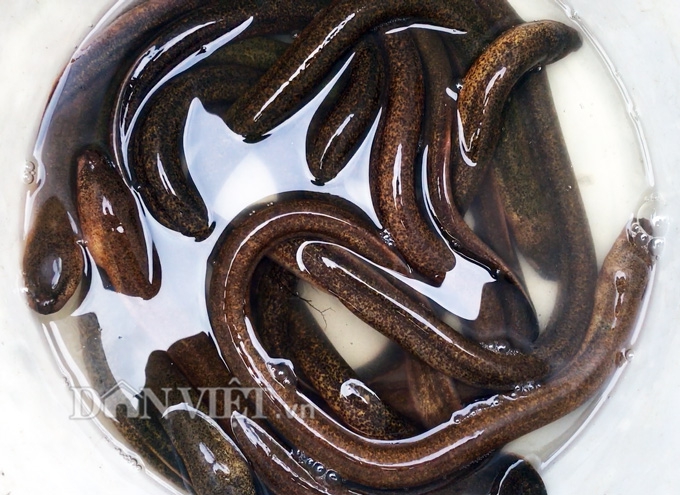 Sướng như săn lịch ở Cà Mau - Ảnh 7. Sướng như săn lịch ở Cà Mau - Ảnh 7.