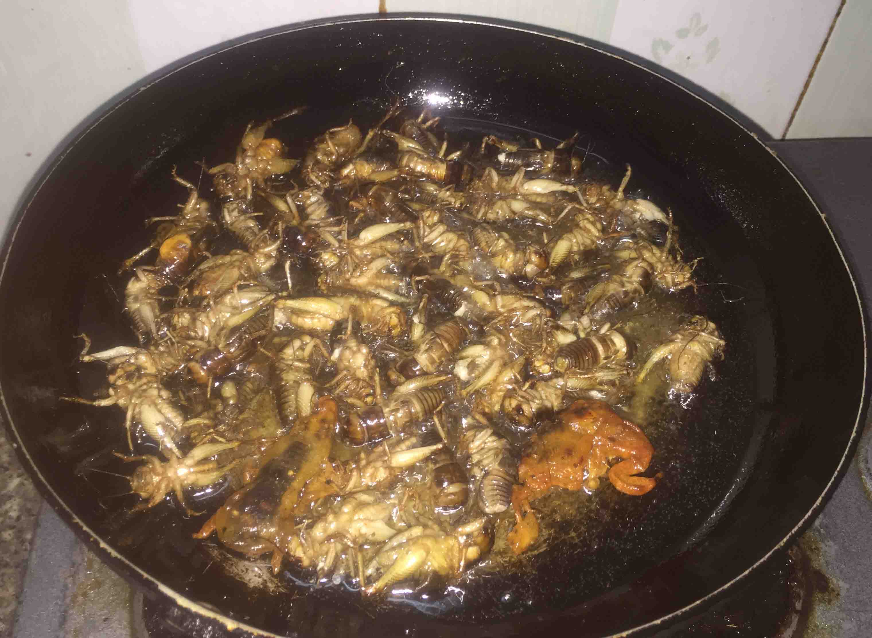 Miền Tây đổ xô “săn” loại dế sống dưới lòng đất - Ảnh 8. Miền Tây đổ xô “săn” loại dế sống dưới lòng đất - Ảnh 8.