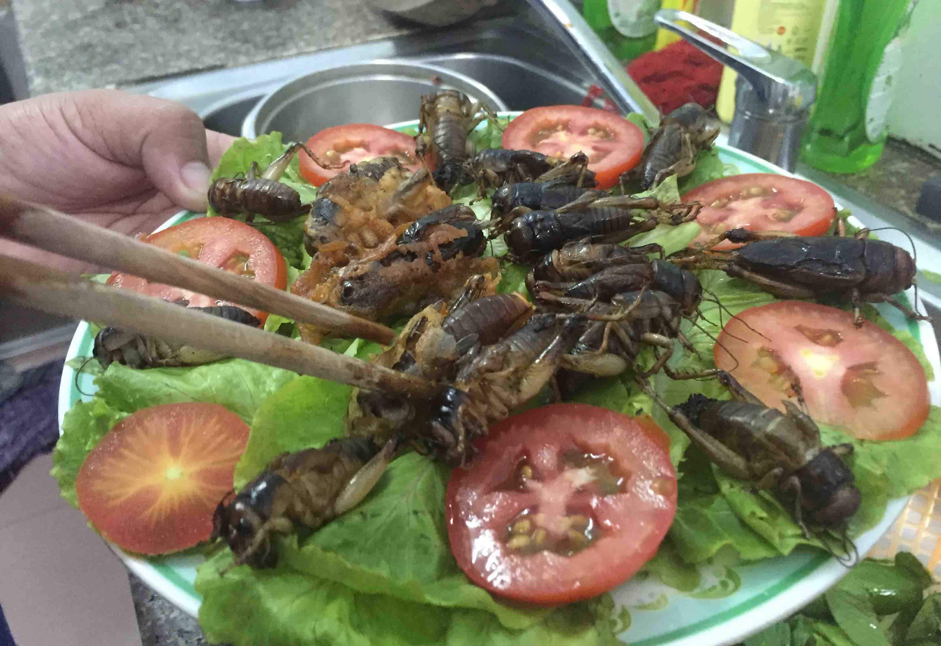 Miền T&acirc;y đổ x&ocirc; &ldquo;săn&rdquo; loại dế sống dưới l&ograve;ng đất - Ảnh 9.