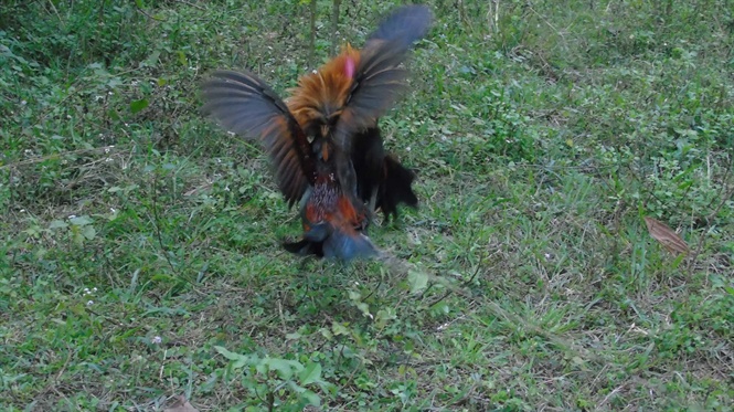 Tận mắt chứng kiến độc chi&ecirc;u săn g&agrave; rừng xứ Nghệ - Ảnh 4.