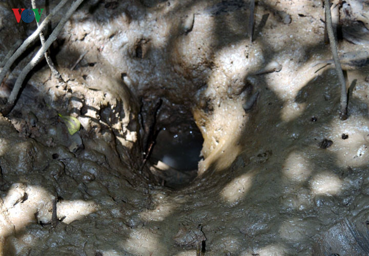 Câu cá thòi lòi ở rừng ngập mặn Cà Mau - Ảnh 4. Câu cá thòi lòi ở rừng ngập mặn Cà Mau - Ảnh 4.