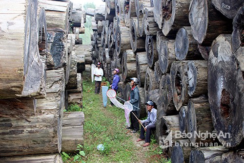 Kỳ thú chuyện săn ong giống ở xứ Nghệ - Ảnh 4.