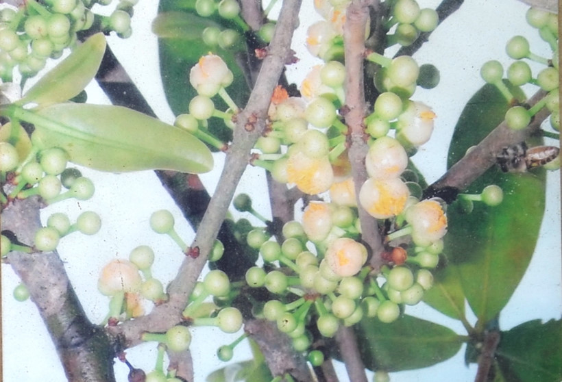 Có thật cây bạch mai cổ 300 năm tuổi ở Bến Tre - Ảnh 5. Có thật cây bạch mai cổ 300 năm tuổi ở Bến Tre - Ảnh 5.